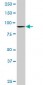 DNAJC10 Antibody (monoclonal) (M02)